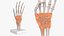 Human Hand Skeleton with Carpal Tunnel Membrane Rigged 3D model