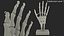 Human Hand Skeleton with Carpal Tunnel Membrane Rigged 3D model