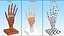 Human Hand Skeleton with Carpal Tunnel Membrane Rigged 3D model