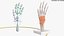 Human Hand Skeleton with Carpal Tunnel Membrane Rigged 3D model
