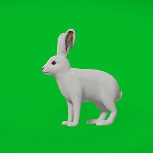 3D model Arctic Hare