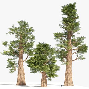3D Giant Sherman Tree model
