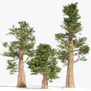 Giant Sherman Tree