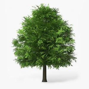 LowPoly Deciduous Leafy Tree Dense Foliage Green 3D model