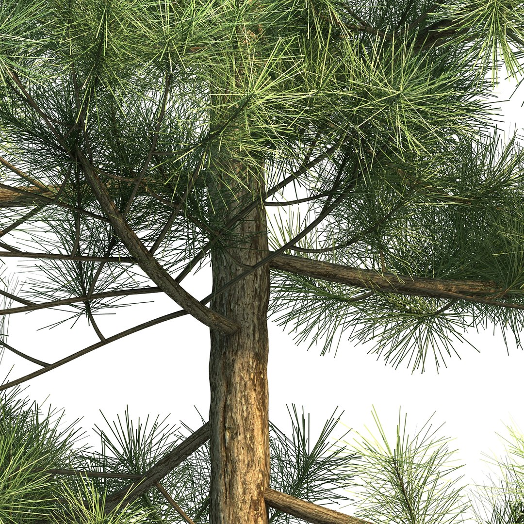 pinus canariensis 3D model https://p.turbosquid.com/ts-thumb/AI/9kgb3t/JEKD0Lo4/pinuscanariensis4_005/jpg/1580828900/1920x1080/fit_q87/9754c64533b64fffea9fe2bacd5b2b12ac2a88d4/pinuscanariensis4_005.jpg