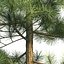 Pinus canariensis 4