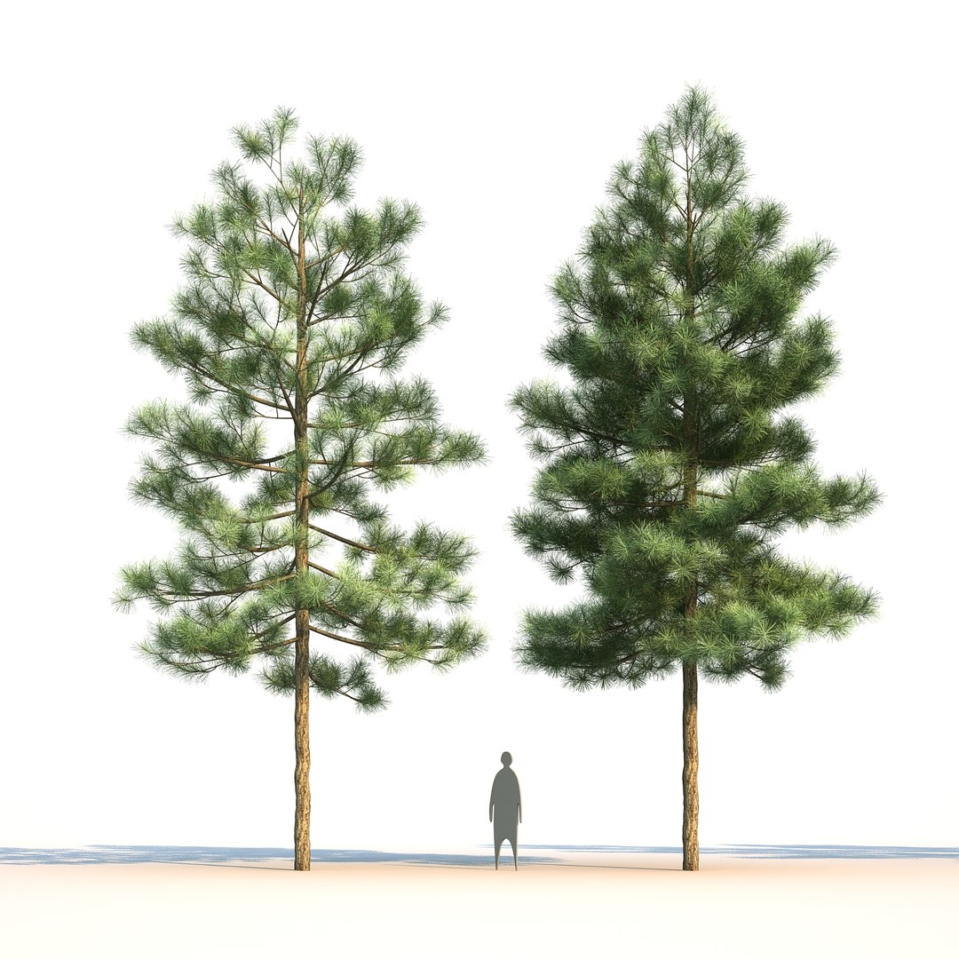 pinus canariensis 3D model https://p.turbosquid.com/ts-thumb/AI/9kgb3t/hBgHx9Z6/pinuscanariensis4_002/jpg/1580828900/1920x1080/fit_q87/7a6627c9794b9cafd5d76b339091064a04292cbe/pinuscanariensis4_002.jpg