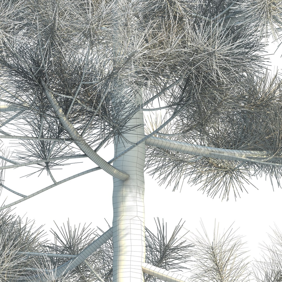 pinus canariensis 3D model https://p.turbosquid.com/ts-thumb/AI/9kgb3t/hGbK2Siy/pinuscanariensis4_006/jpg/1580828900/1920x1080/fit_q87/19fbd800f885d5abda93703aba23fd8dc368ea7a/pinuscanariensis4_006.jpg