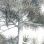 Pinus canariensis 4