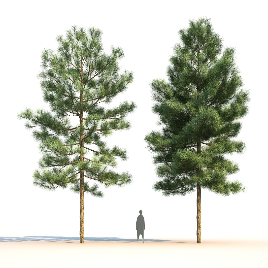 pinus canariensis 3D model https://p.turbosquid.com/ts-thumb/AI/9kgb3t/oS6baTvW/pinuscanariensis4_004/jpg/1580828900/1920x1080/fit_q87/9f61638f6093d06dd78697d9e6b1139bffa07147/pinuscanariensis4_004.jpg