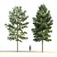 Pinus canariensis 4