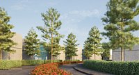Pinus canariensis 4