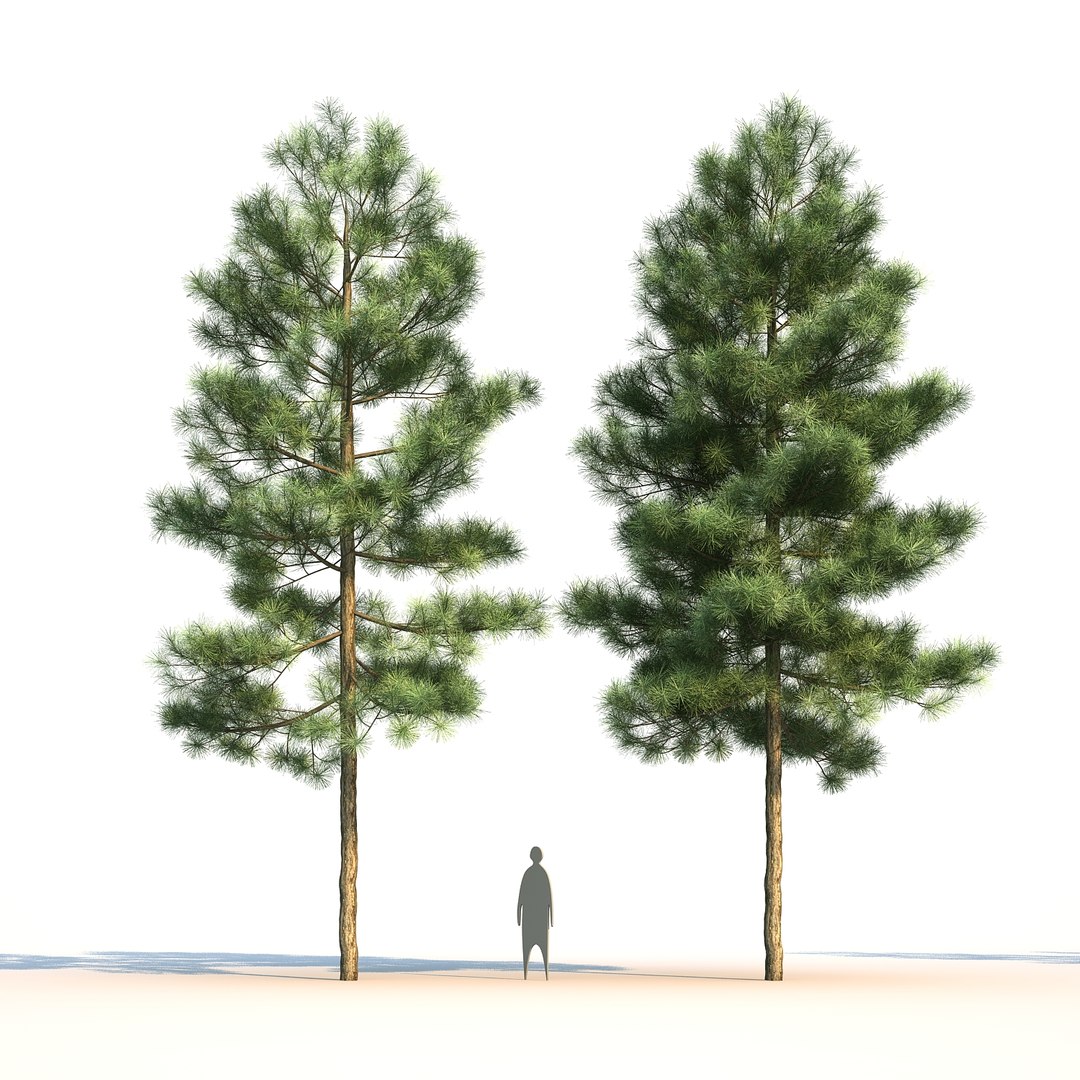 pinus canariensis 3D model https://p.turbosquid.com/ts-thumb/AI/9kgb3t/zGB3Awjw/pinuscanariensis4_001/jpg/1580828900/1920x1080/fit_q87/ed6751bb21527c06bc05c554df53ddb5077c571c/pinuscanariensis4_001.jpg