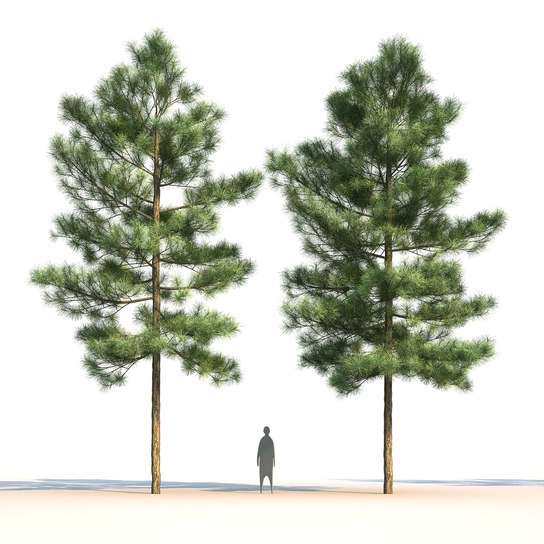 pinus canariensis 3D model https://p.turbosquid.com/ts-thumb/AI/9kgb3t/zfKnRo1E/pinuscanariensis4_003/jpg/1580828900/1920x1080/fit_q87/38424bc68c1d3a2d71707dff0c246842f4a91bda/pinuscanariensis4_003.jpg