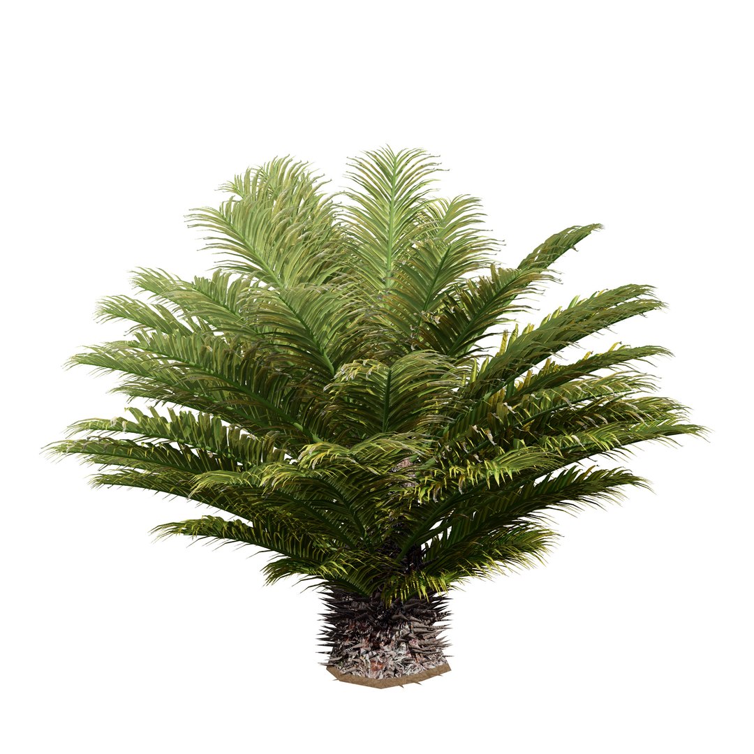 Highly Detailed Cycas Revoluta 3D Model 3D Model - TurboSquid 2248189