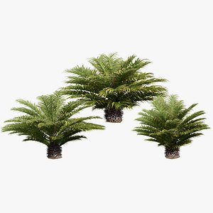 Highly Detailed Cycas Revoluta 3D Model