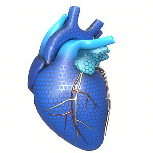 3D modeled human heart concept