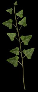 ivy.3ds