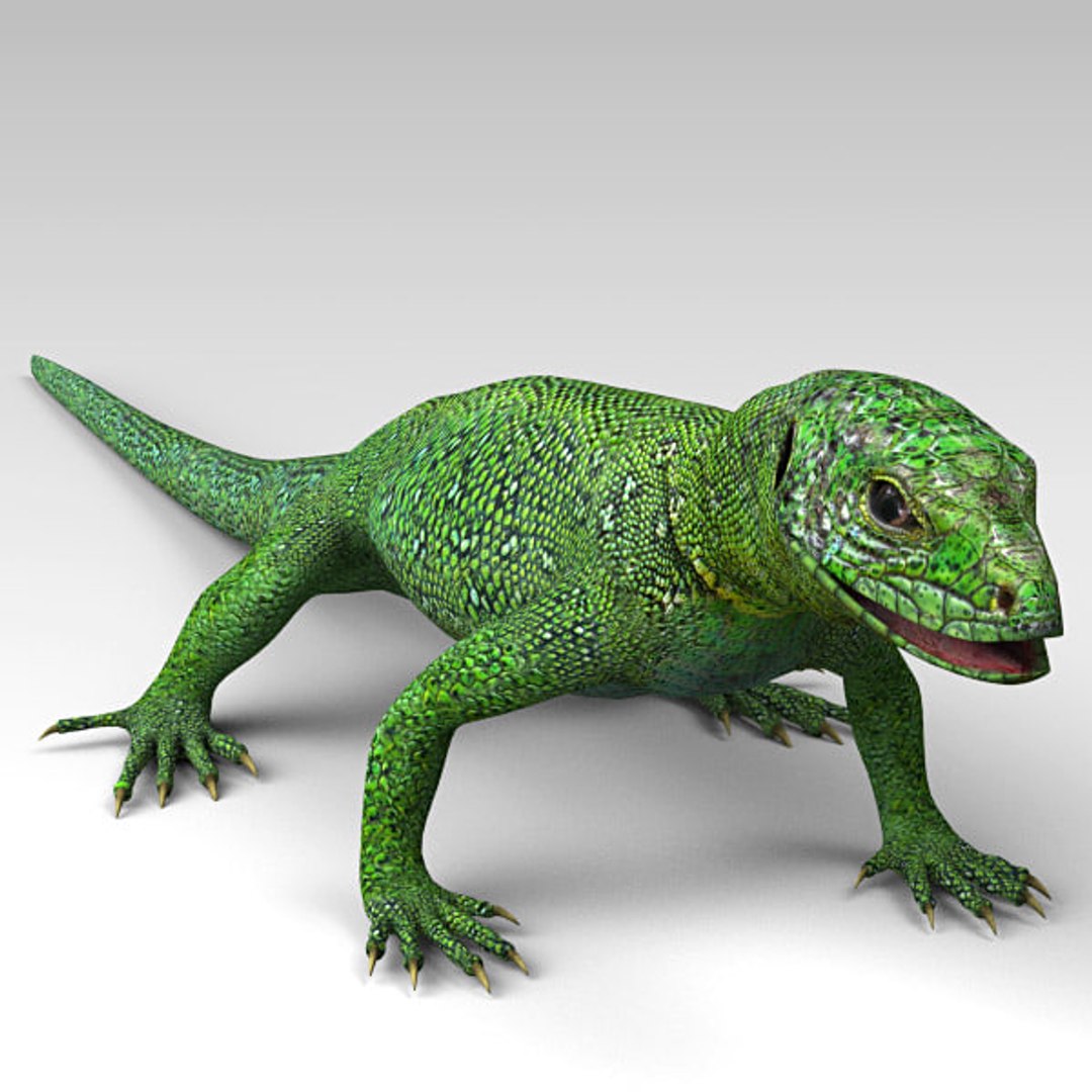 Green Lizard Bat 3D Model - TurboSquid 1337347