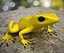 Poison dart frog 03 by 3DRivers
