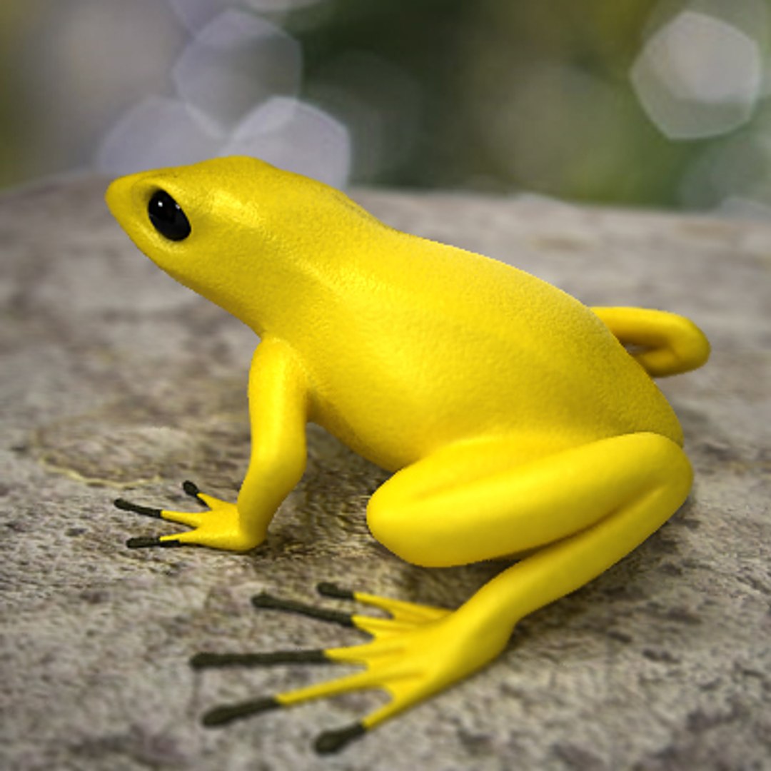 3d model poison dart frog https://p.turbosquid.com/ts-thumb/AI/fSrYlQ/KlAOHb5n/poisondartc2/jpg/1252482447/1920x1080/fit_q87/24238d0afb7c14f361c327028d35da647ba1853c/poisondartc2.jpg