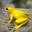 Poison dart frog 03 by 3DRivers