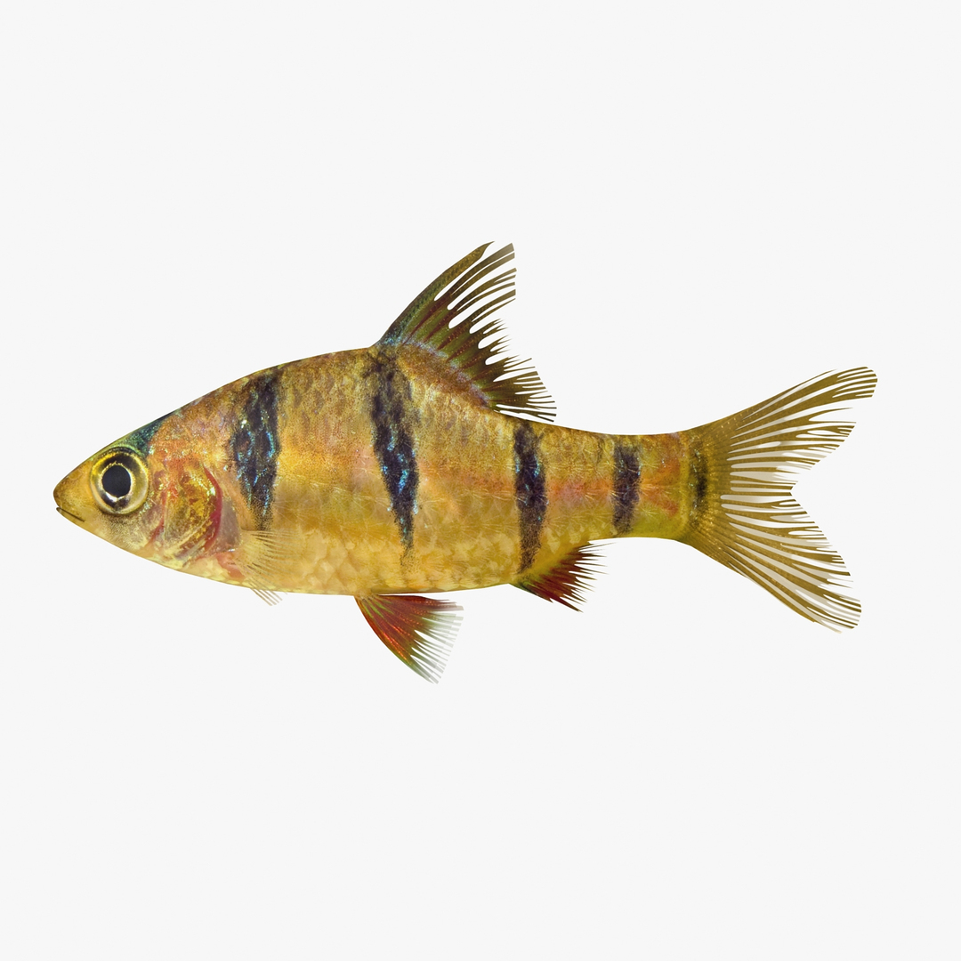 3ds tiger barb https://p.turbosquid.com/ts-thumb/AI/pE3m16/6ocBpb69/tigerbarb2tt/jpg/1472269193/1920x1080/turn_fit_q99/affe4a1806865eec50c9b7655c3e5315c302569a/tigerbarb2tt-1.jpg
