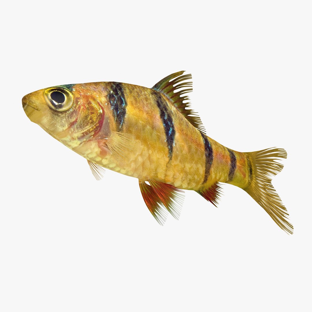 3ds tiger barb https://p.turbosquid.com/ts-thumb/AI/pE3m16/IhQBYtmW/tigerbarb2_r0004/jpg/1472269182/1920x1080/fit_q87/8fc3d818c64ab0a5bb0ad1d7aec54dc8047ebf1e/tigerbarb2_r0004.jpg