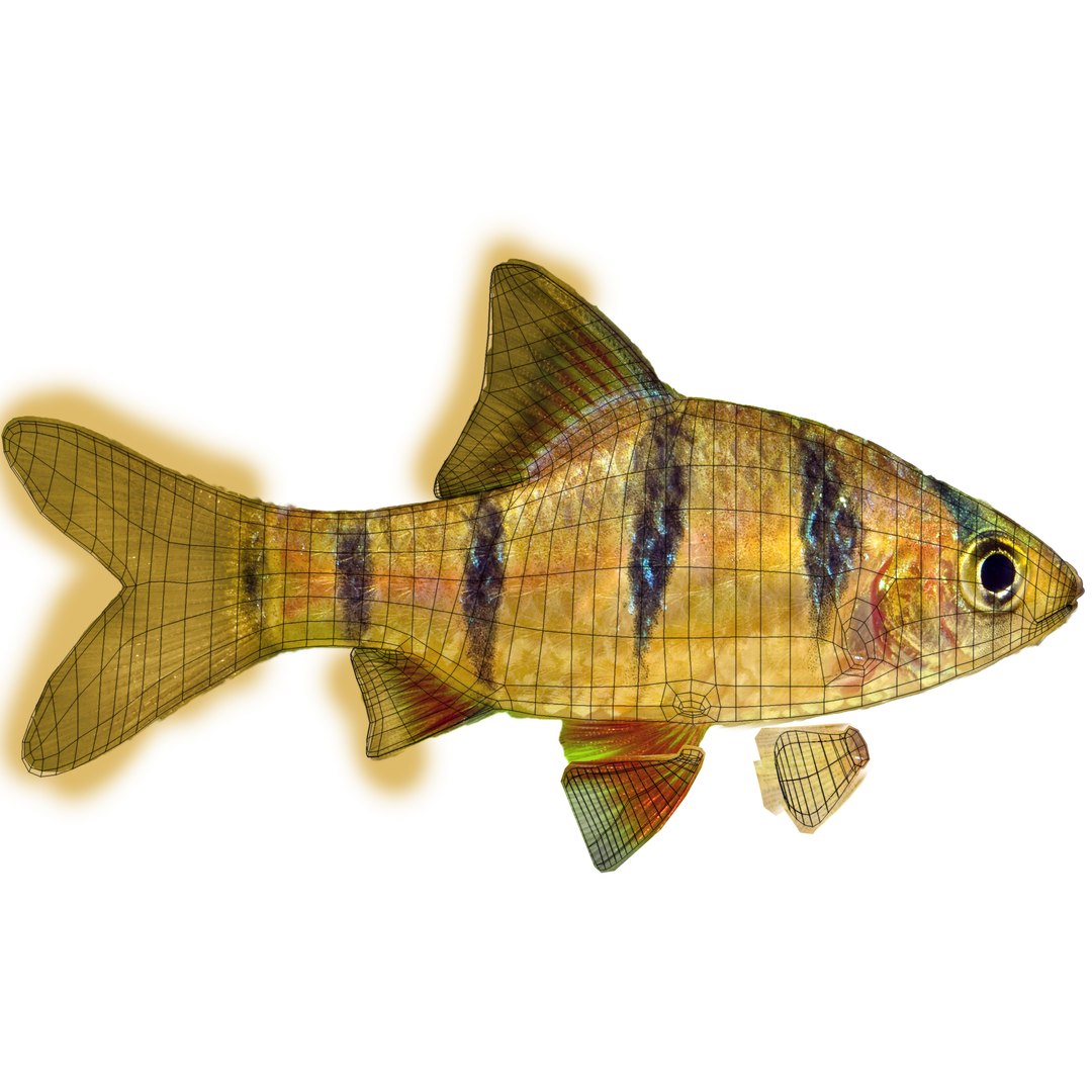 3ds tiger barb https://p.turbosquid.com/ts-thumb/AI/pE3m16/WaPFkFJo/tigerbarb2uv/jpg/1472269356/1920x1080/fit_q87/09f4facef1f0e7a1ca9365063395ae17e94e1e3a/tigerbarb2uv.jpg