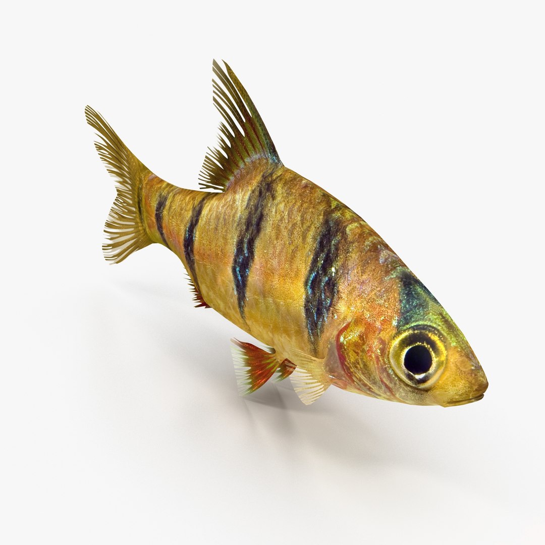3ds tiger barb https://p.turbosquid.com/ts-thumb/AI/pE3m16/XtyOq06a/tigerbarb2_r0005/jpg/1472269182/1920x1080/fit_q87/b271577f311db4475a0b166c4f751f8f666cc6dd/tigerbarb2_r0005.jpg