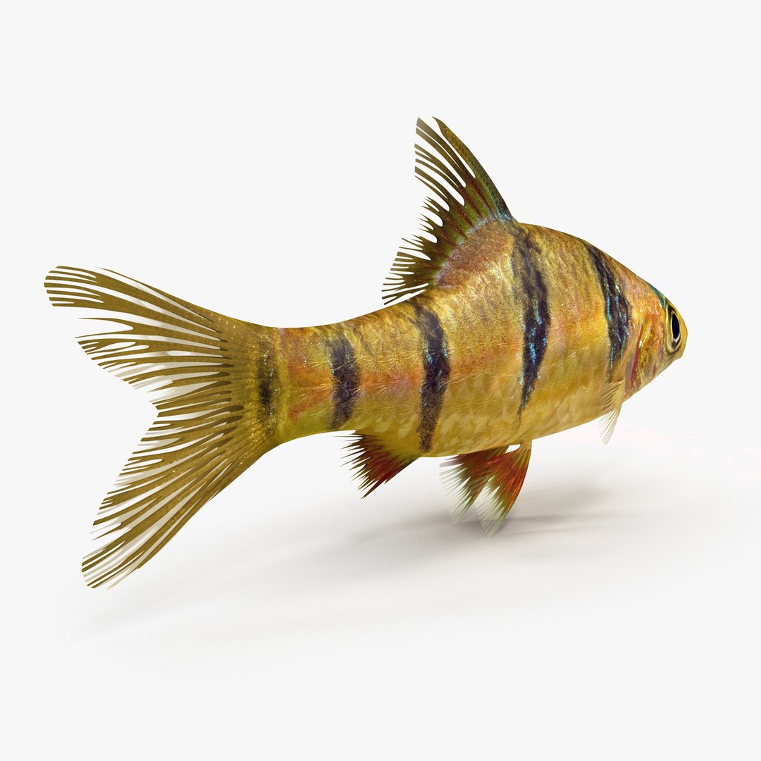 3ds tiger barb https://p.turbosquid.com/ts-thumb/AI/pE3m16/ioZX5p5E/tigerbarb2_r0003/jpg/1472269182/1920x1080/fit_q87/0fda8af5054cf86da29c4d288d125bb222e7bc1b/tigerbarb2_r0003.jpg
