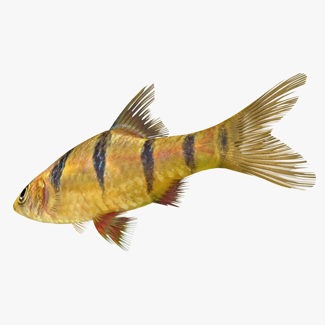 3ds tiger barb https://p.turbosquid.com/ts-thumb/AI/pE3m16/lLmxu1C3/tigerbarb2_r0006/jpg/1472269182/1920x1080/fit_q87/36a07c784ba78e7d1f67efea884cca464ffb1975/tigerbarb2_r0006.jpg