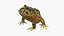 Realistic Horned Toad Rigged