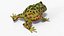 Realistic Horned Toad Rigged