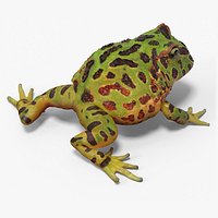 Realistic Horned Toad Rigged