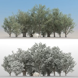 summer olive tree 3D model