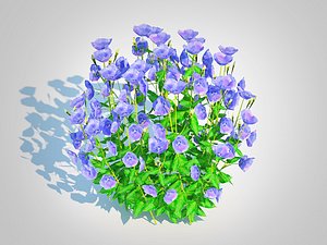 3D Campanula carpatica - Carpathian BellflowerBlue