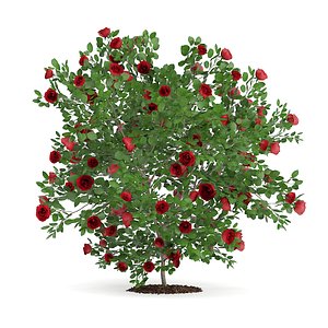 red rose shrub 3d model