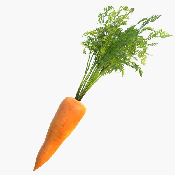 carrot 3D model