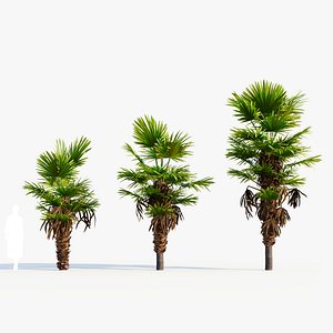 Trachycarpus fortunei b 3D model