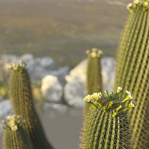 3D XfrogPlants Giant Saguaro - Carnegia Gigantea model