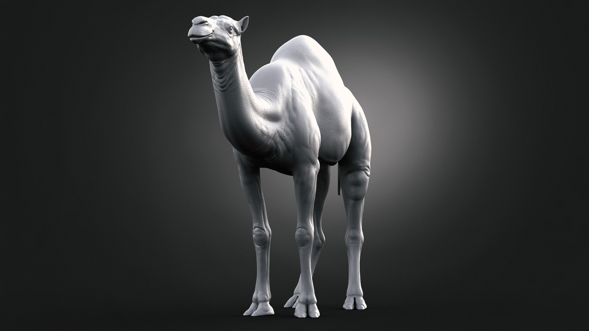 3D model Dromedary Static Xgen-core https://p.turbosquid.com/ts-thumb/AJ/U9j4kX/3Z/clay02/jpg/1740452325/1920x1080/fit_q87/a80745eb2fcf9d4dc6a49cb8c3b6ffc4c2a41f19/clay02.jpg