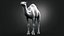 Dromedary 静态 Xgen-core