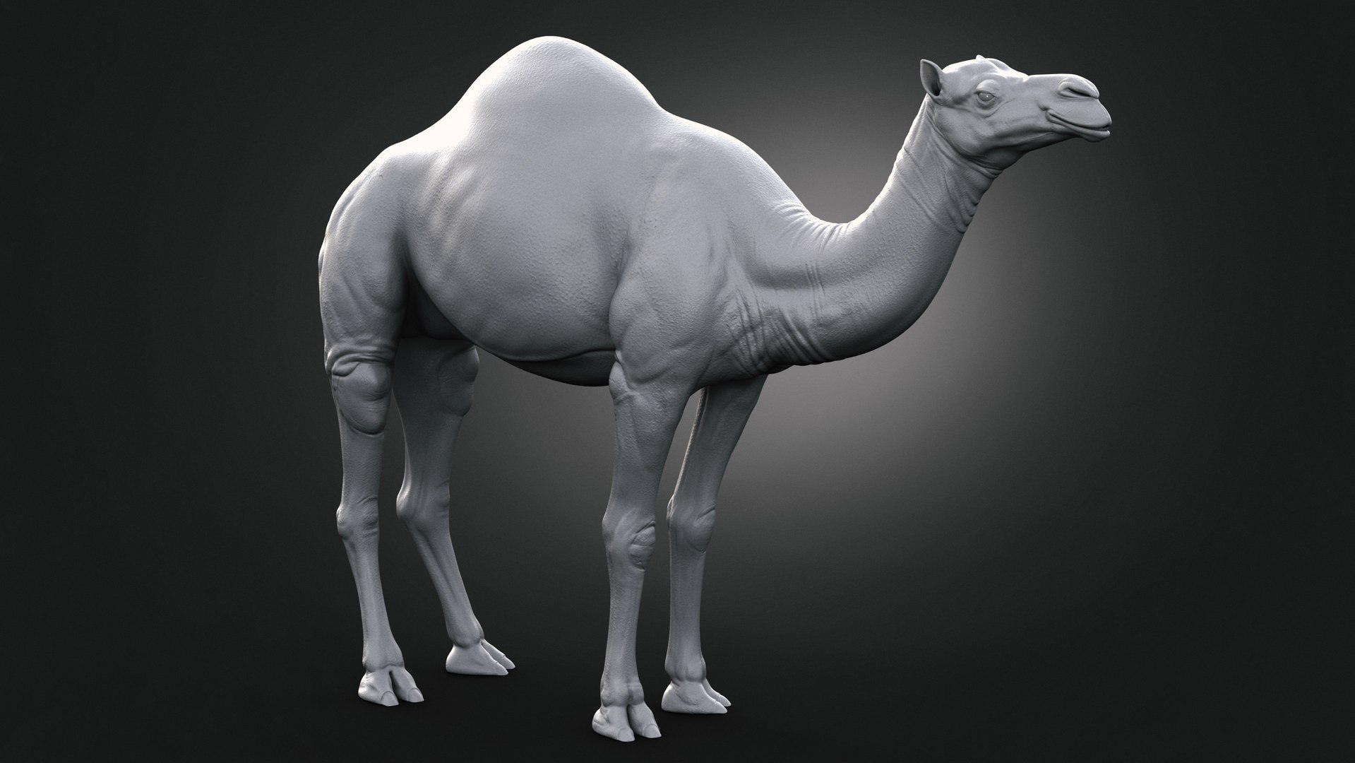3D model Dromedary Static Xgen-core https://p.turbosquid.com/ts-thumb/AJ/U9j4kX/51/clay01/jpg/1740452325/1920x1080/fit_q87/5057f0ae4a77acd90fb3ae26f21c5ff263f8c554/clay01.jpg