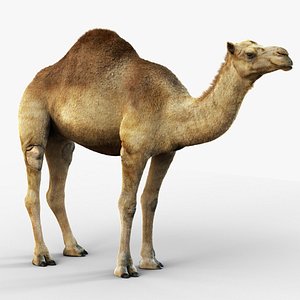 3D model Dromedary Static Xgen-core