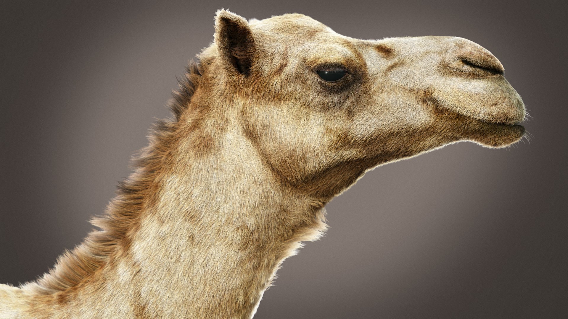 3D model Dromedary Static Xgen-core https://p.turbosquid.com/ts-thumb/AJ/U9j4kX/Wl/04/jpg/1740452323/1920x1080/fit_q87/1a890d043f4a7e6be90c00b3e892fcfff9c372cf/04.jpg