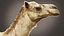 Dromedary 静态 Xgen-core