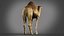 Dromedary 静态 Xgen-core