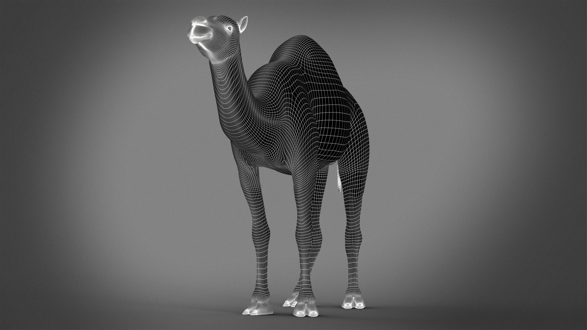 3D model Dromedary Static Xgen-core https://p.turbosquid.com/ts-thumb/AJ/U9j4kX/kX/wire02/jpg/1740454159/1920x1080/fit_q87/cdd320b31b96bf48b5fd21af4ee68e43ff95166a/wire02.jpg