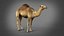 Dromedary 静态 Xgen-core